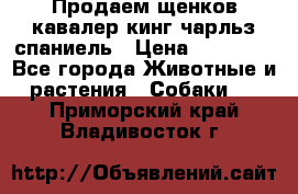 Продаем щенков кавалер кинг чарльз спаниель › Цена ­ 60 000 - Все города Животные и растения » Собаки   . Приморский край,Владивосток г.